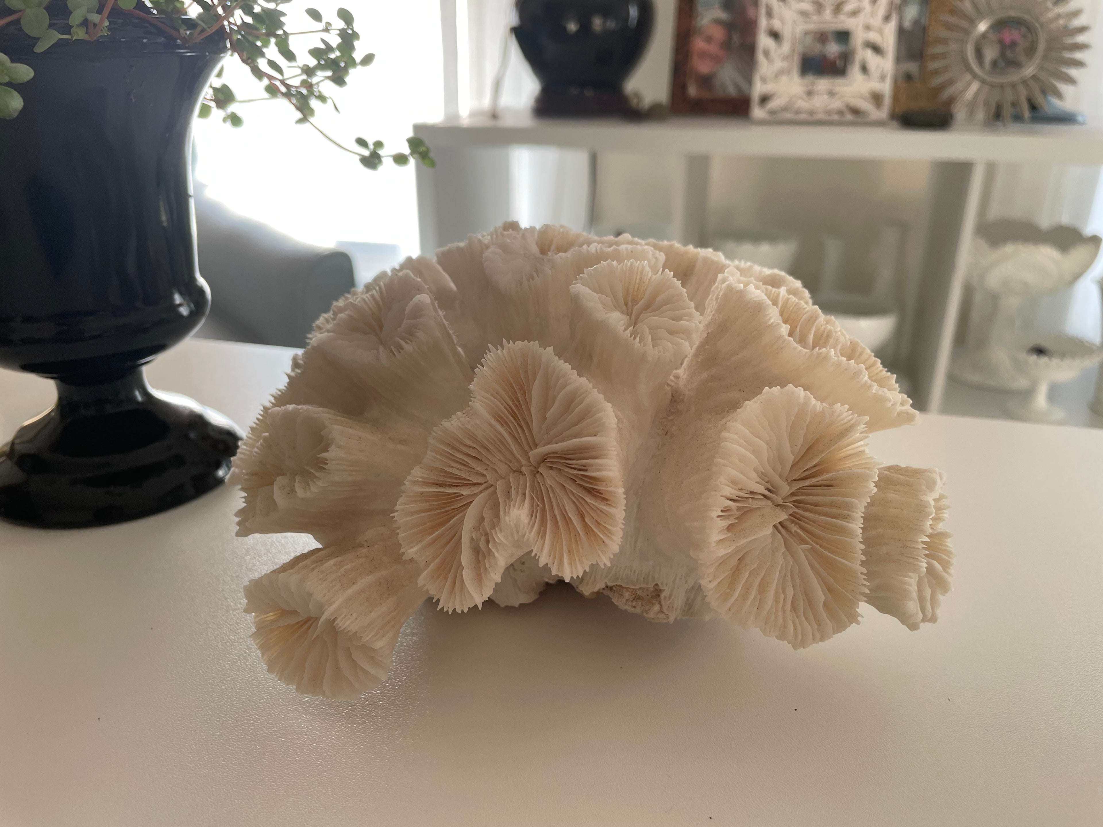 Large Brain Coral